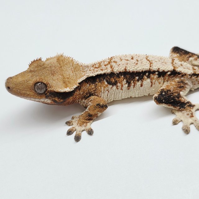 트라이 익스트림할리퀸 텐저린