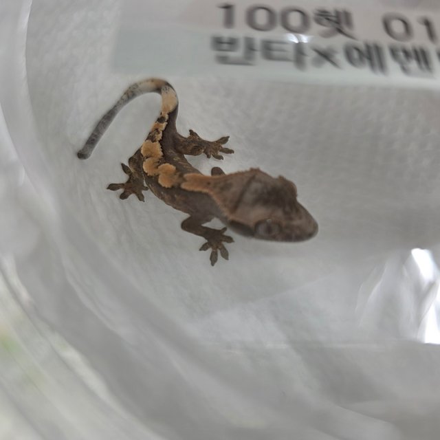 세이블 100%헷아잔틱