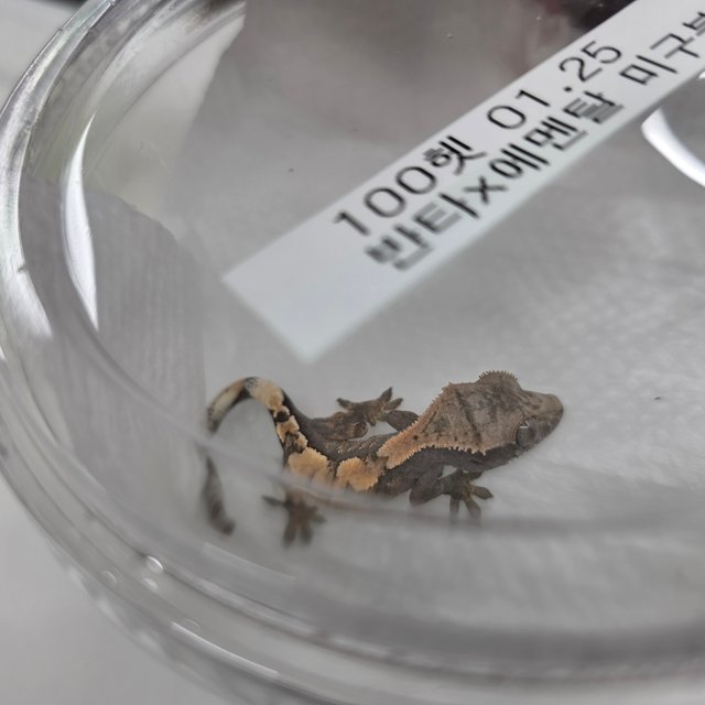 세이블 100%헷아잔틱