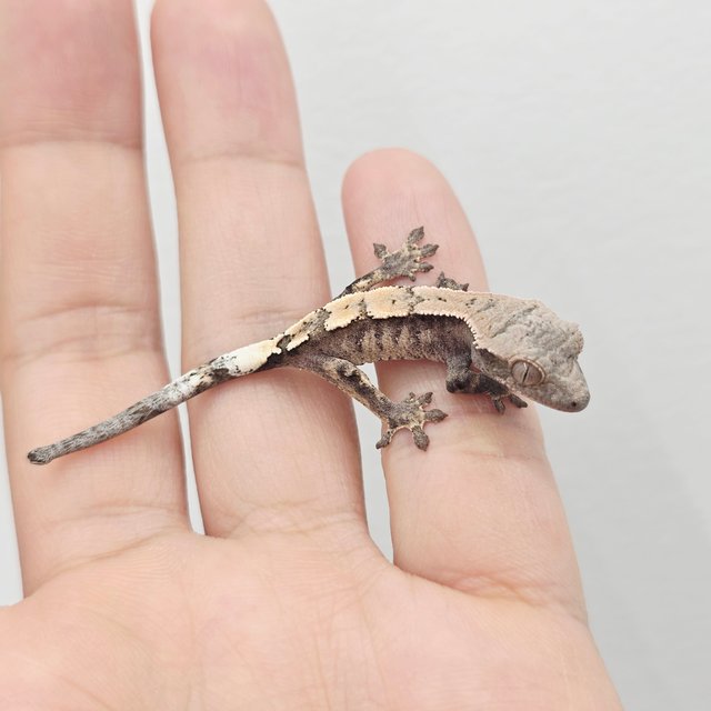 세이블 100%헷아잔틱