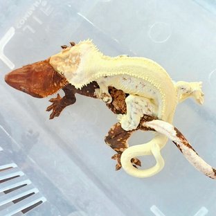 초초 릴리화이트 100%헷초초 (부)