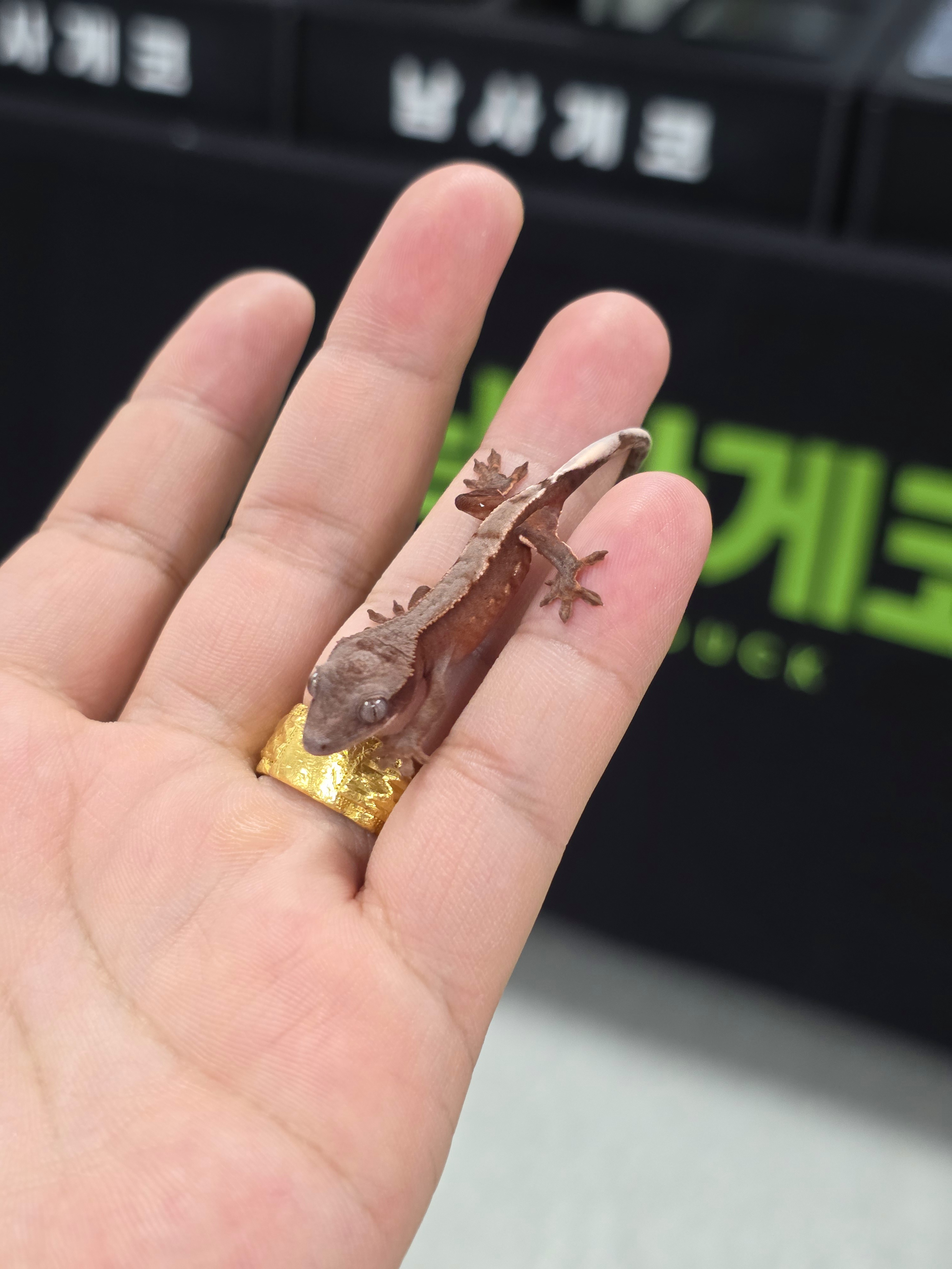 화이트스팟 초초