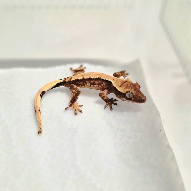 화이트스팟 100%헷초초