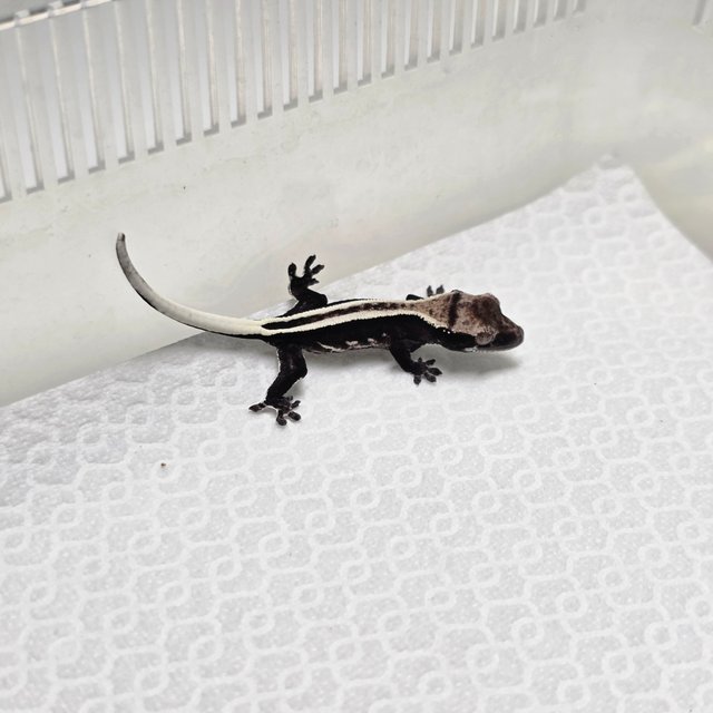 아잔틱 슈퍼스트라이프