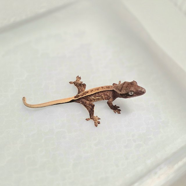 쿼드 100%헷초초