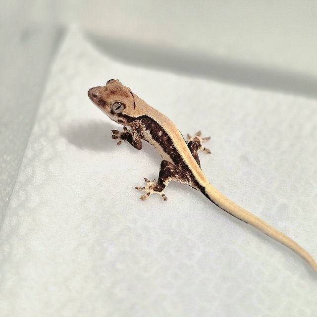 솔리드백 릴리화이트 100%헷초초