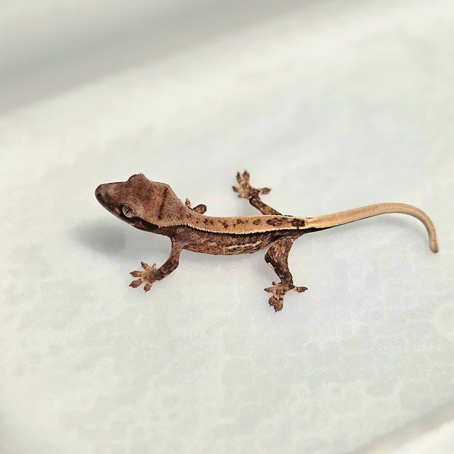 쿼드 100%헷초초