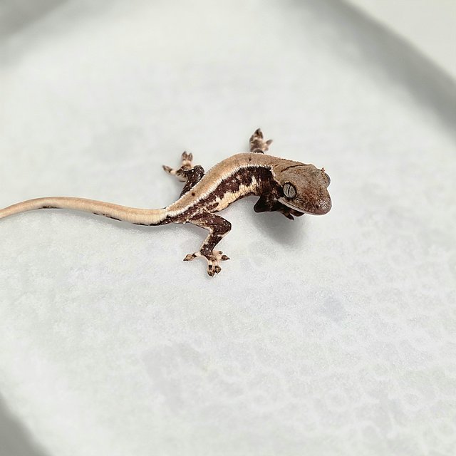 릴리화이트 100%헷초초