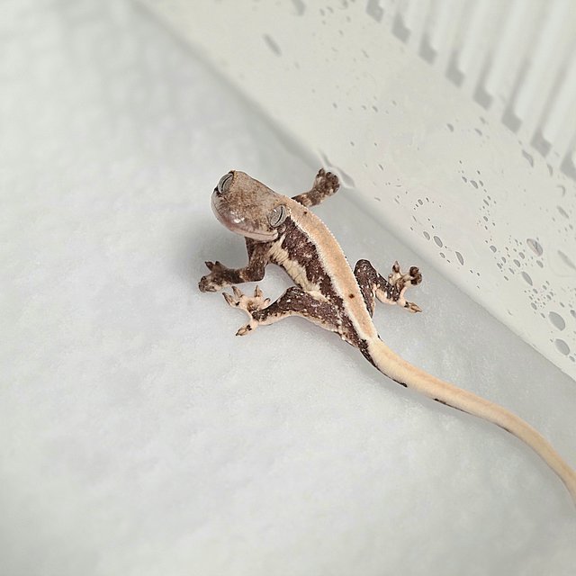 릴리화이트 100%헷초초