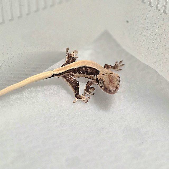 솔리드백 릴리화이트 100%헷초초