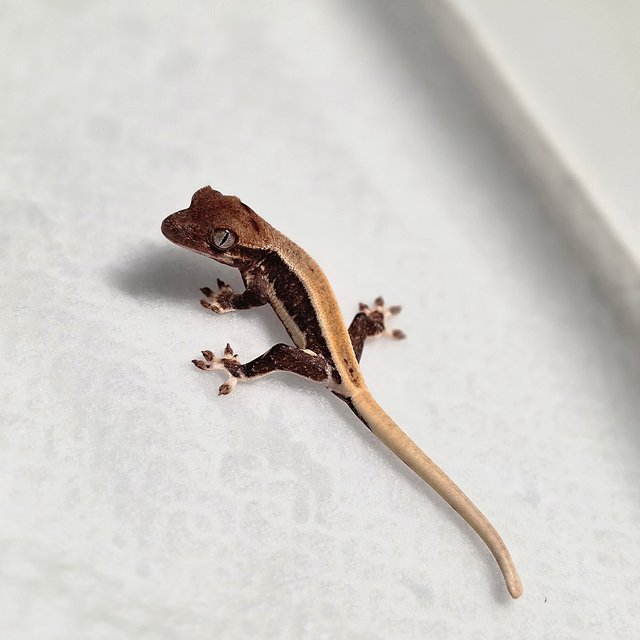 릴리화이트 100%헷초초