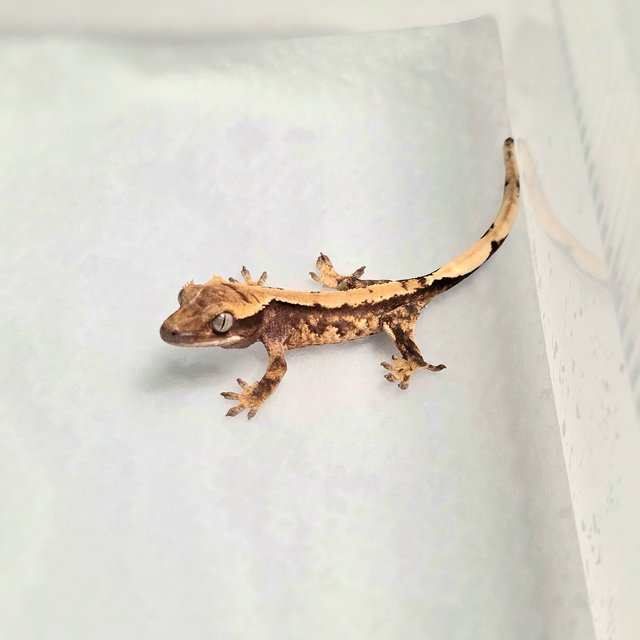 화이트스팟 100%헷초초