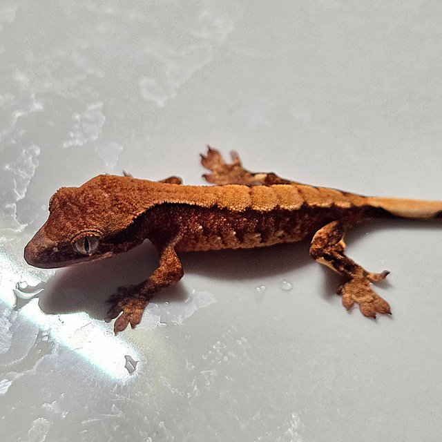 100%헷초초 화이트스팟 트라이