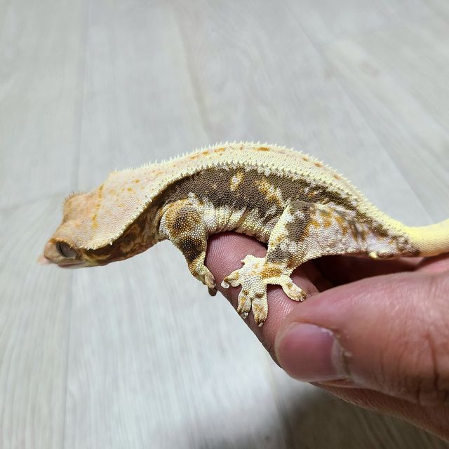 릴리화이트 트라이