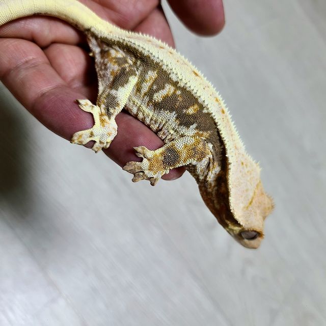 릴리화이트 트라이