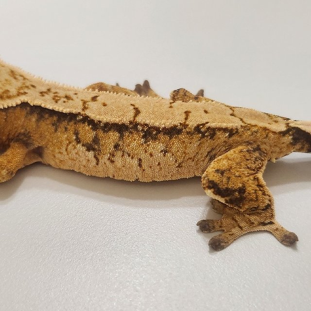 노멀 텐저린 트라이 화이트스팟