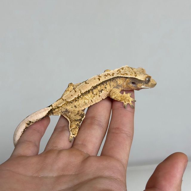 노멀 텐저린 트라이 화이트스팟