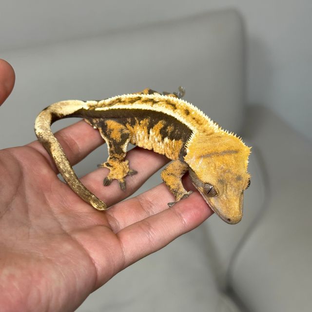 노멀 텐저린 트라이 핀스트라이프
