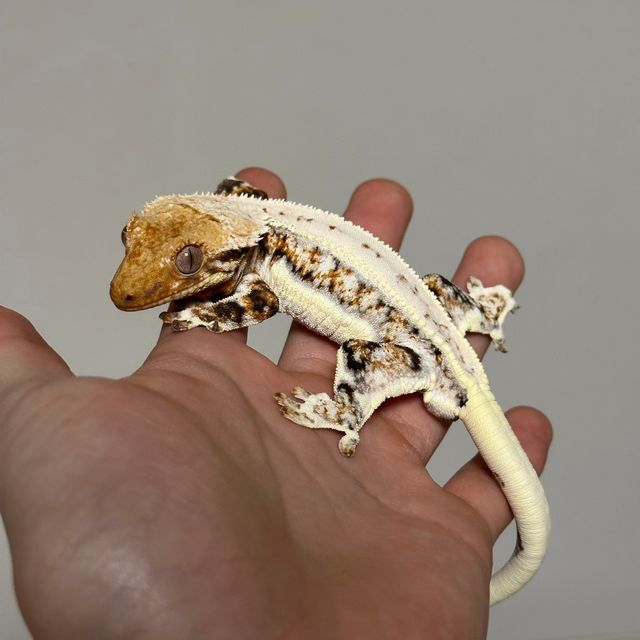 텐저린 트라이 릴리화이트