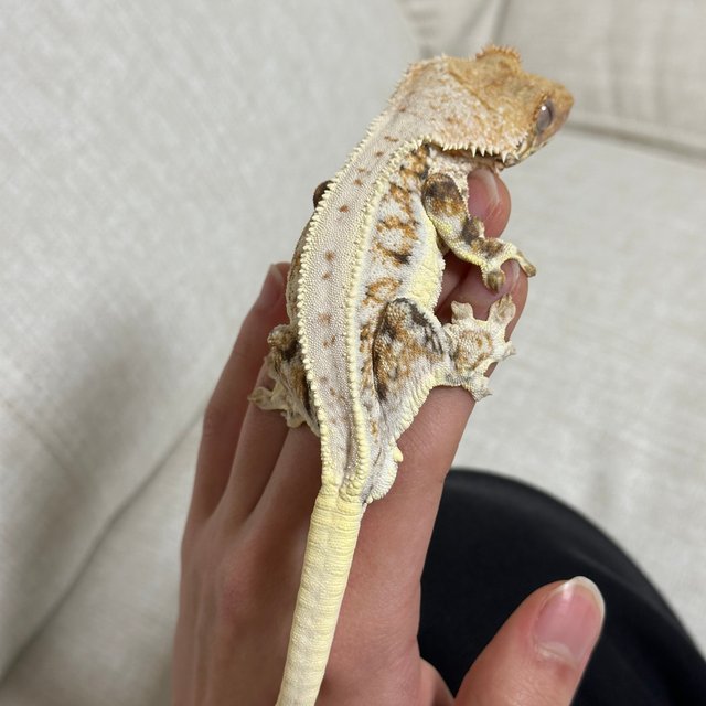 텐저린 트라이 릴리화이트