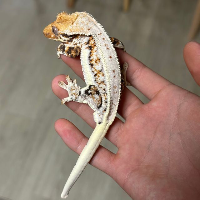 텐저린 트라이 릴리화이트