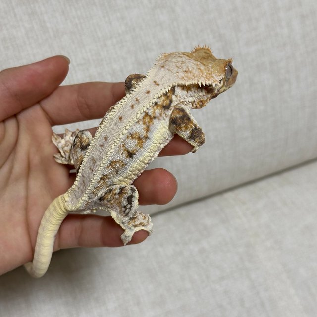 텐저린 트라이 릴리화이트