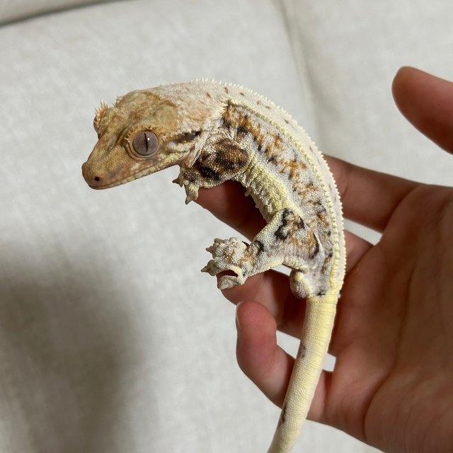 텐저린 트라이 릴리화이트