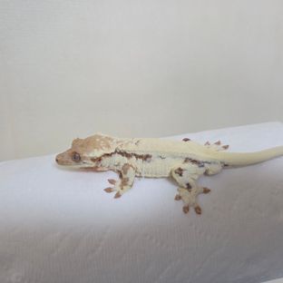 프라푸치노