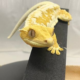 버터
