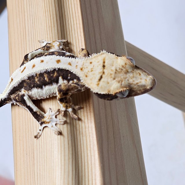 릴리100%헷아잔틱