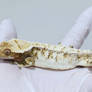 트라이 화이트크라운 화이트포트홀 화이트핀 화이트스팟 (부)