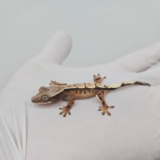 세이블 트라이
