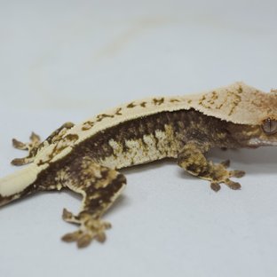 노멀 쿼드 풀핀