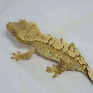 노멀 트라이 크림 익스트림할리퀸