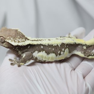 릴잔틱 쿼드 화이트 화이트핀