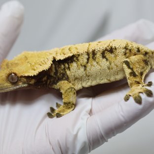 노멀 트라이 익스트림할리퀸 드리피