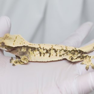 노멀 트라이 익스트림할리퀸 화이트