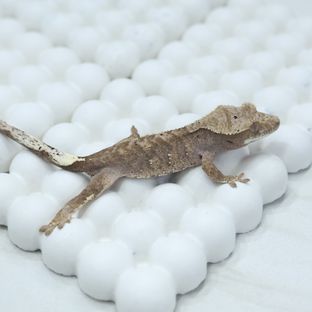 달마시안 슈퍼달마시안