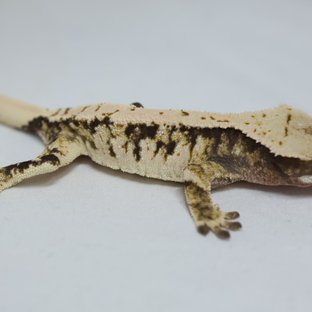 노멀 트라이 익스트림할리퀸 화이트