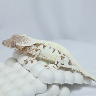 P421