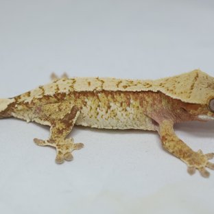 노멀 레드 화이트 익스트림할리퀸