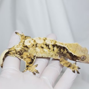 트라이 노멀 드리피 화이트스팟 할리퀸