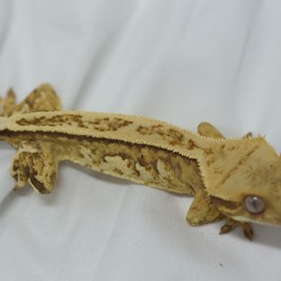 노멀 핀스트라이프 트라이