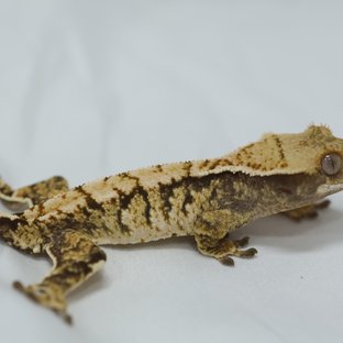 노멀 익스트림할리퀸