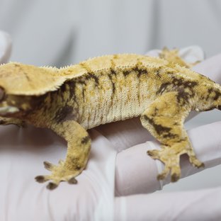 노멀 트라이 익스트림할리퀸