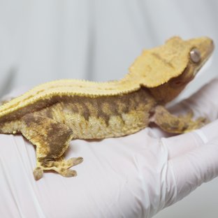 노멀 쿼드 풀핀