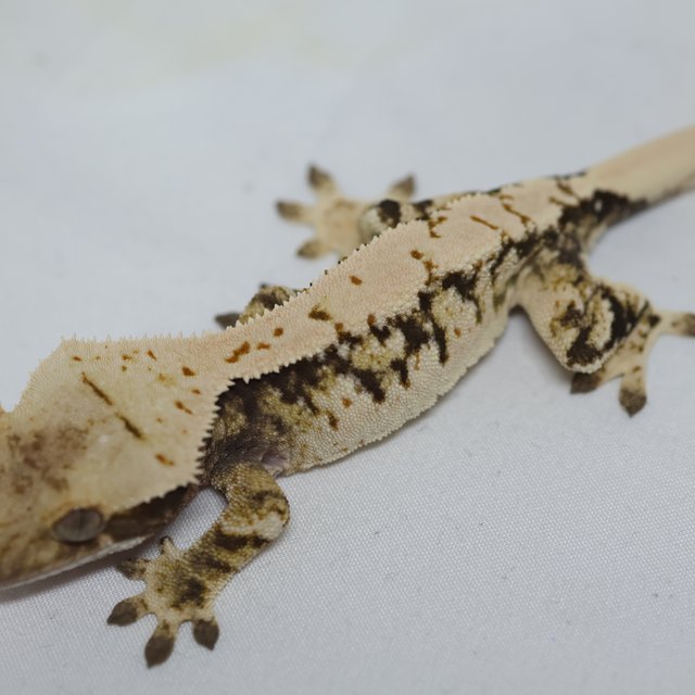 노멀 트라이 익스트림할리퀸 화이트