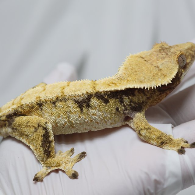 노멀 트라이 익스트림할리퀸