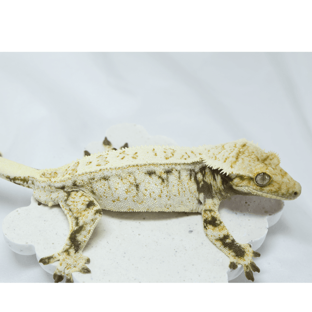 노멀 드리피 화이트