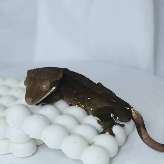 챠콜 다크 알티